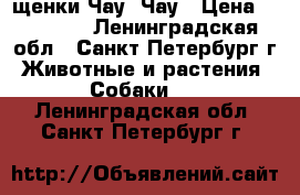 щенки Чау- Чау › Цена ­ 10 000 - Ленинградская обл., Санкт-Петербург г. Животные и растения » Собаки   . Ленинградская обл.,Санкт-Петербург г.